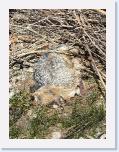dead fox shoreline 441 pine hill road westport * 1704 x 2272 * (1.09MB)